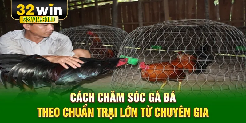 Cách chăm sóc gà đá