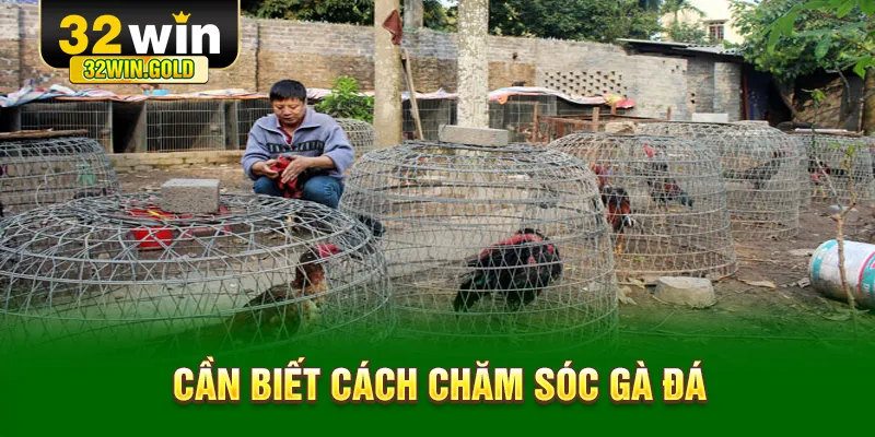 Cần biết c&aacute;ch chăm s&oacute;c g&agrave; đ&aacute;
