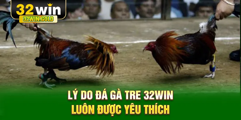 L&yacute; do đ&aacute; g&agrave; tre 32WIN lu&ocirc;n được y&ecirc;u th&iacute;ch